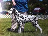 U-CH/CH Karefree's Dill Valley Moon River (Henry)